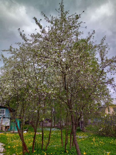 Участок 9 сот. (СНТ, ДНП)