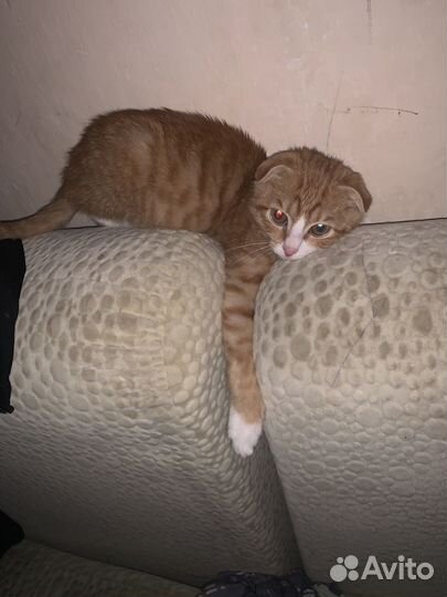 Кошка в дар бесплатно
