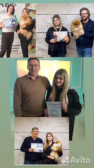 Услуги хендлера