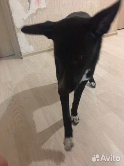 Передержка животных