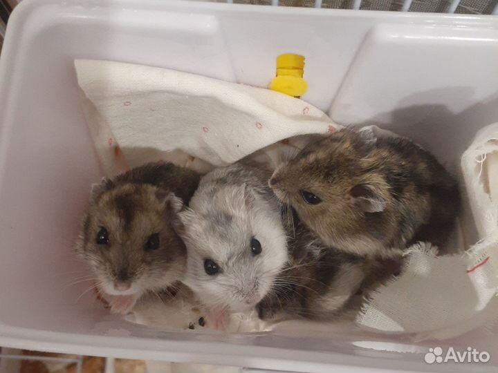 Джунгарский хомяк бесплатно