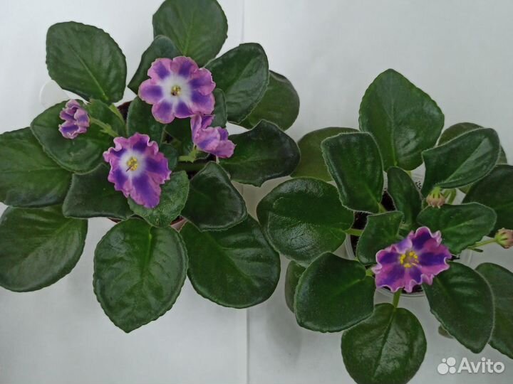 Фиалки химеры