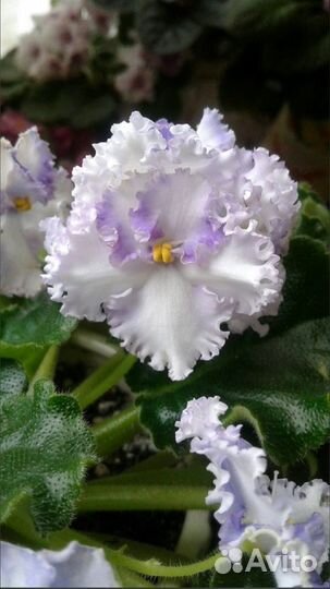 Фиалки махровые