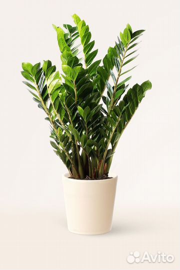 Долларовое дерево замиокулькас