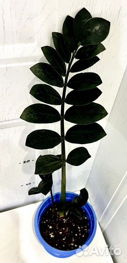 Замиокулькас черный равен