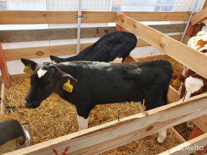 Поместные Абердины бесплатная доставка