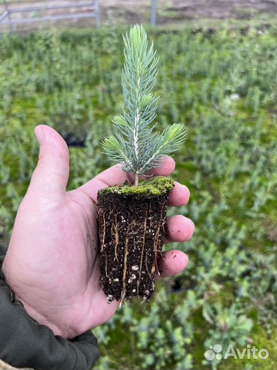 Зкс Сосна сеянцы Ели Лиственницы окс Голуб Горная