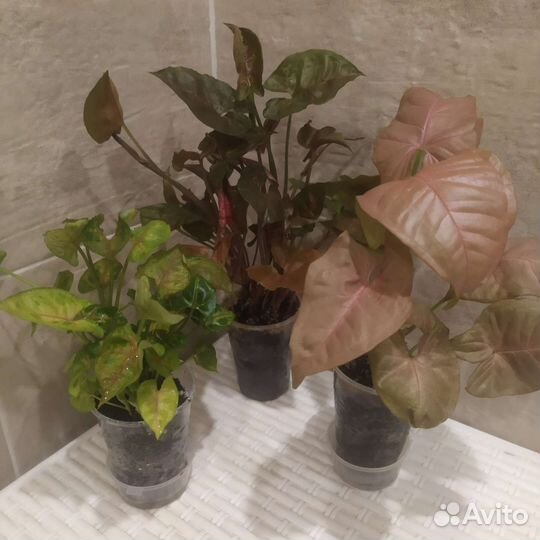 Сингониумы сортовые