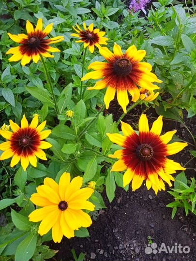 Многолетники