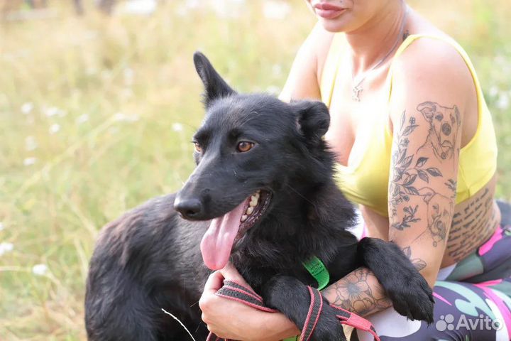 Метис овчарки в добрые руки