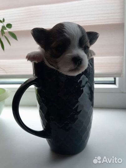 Щенки чихуахуа девочки