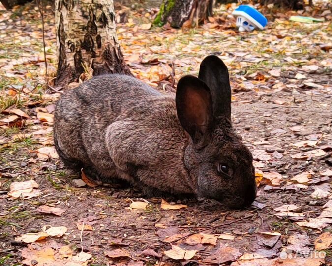 Кролики гдов