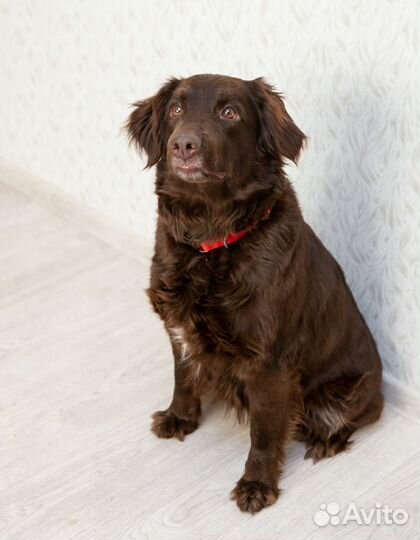 Шоколадная красотка Жаклин в поисках семьи