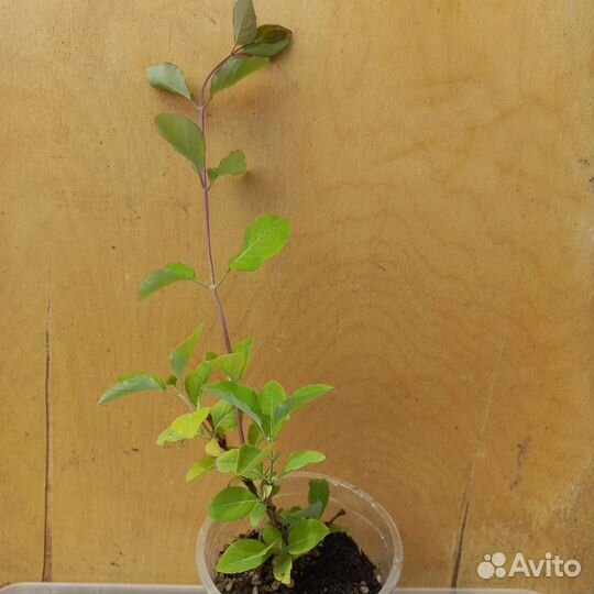 Рябинник рябинолистный, жимолость каприфоль