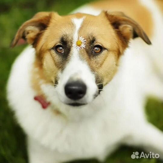 Челси - чудо