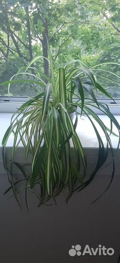 Хлорофитум хохлатый