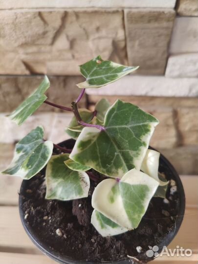 Аглаонема, филодендрон, ктенанта, пеперомия и др