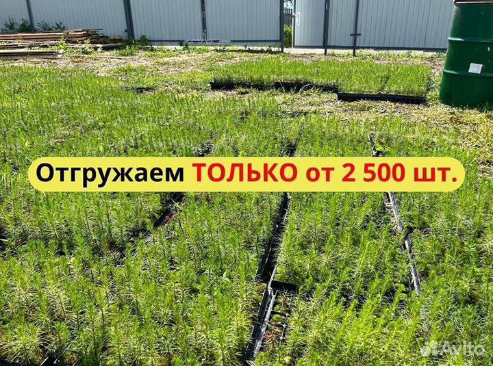 Сеянцы сосны зкс