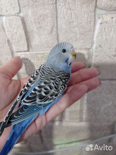 Птенцы волнистый попугай