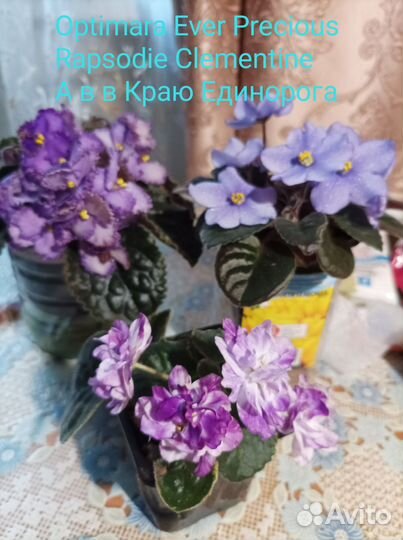 Фиалки сортовые