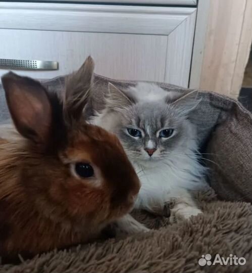 Декоративные кролики