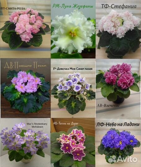 Листики фиалок