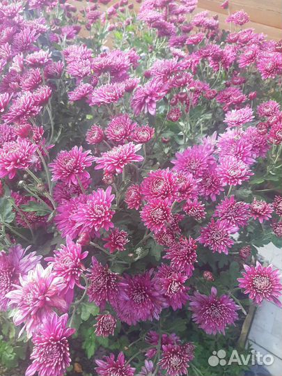 Хризантемы, вербейники