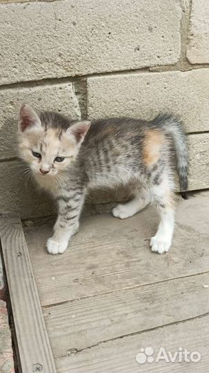 Кошка