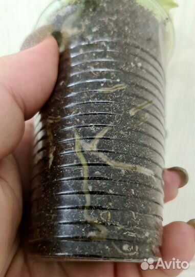 Эпипремнум Happy Leaf