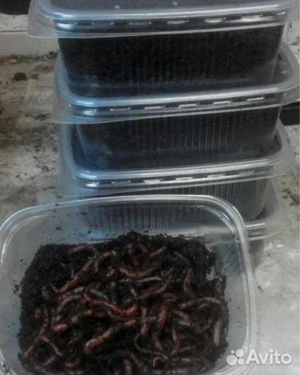 Червь навозный