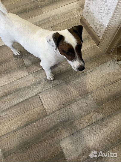 Джек Рассел терьер, вязка