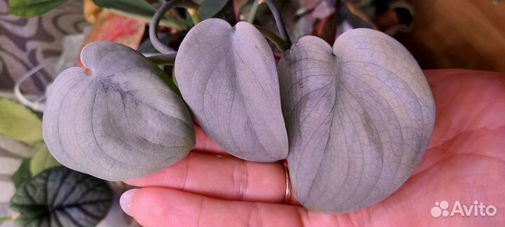 Сциндапсус Эпипремнум 9 сортов