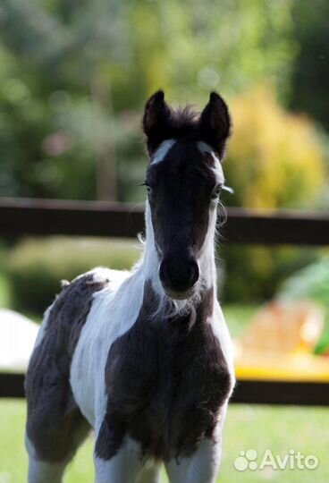 Жеребчики породы Тинкер и Фриз