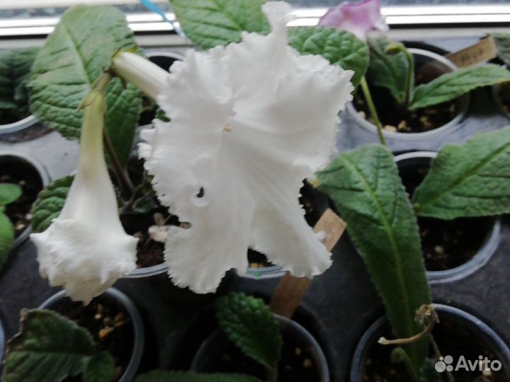 Стрептокарпусы