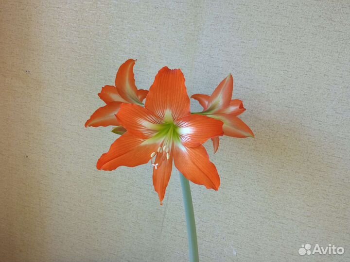 Гиппеаструм. Пророщенные семена в мини-тепличке