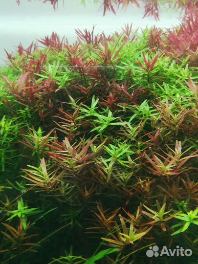 Аквариум ADA, флорариум, аквариумные растения