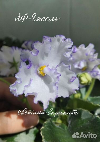 Фиалки (сенполии)