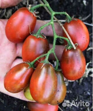 Семена томатов