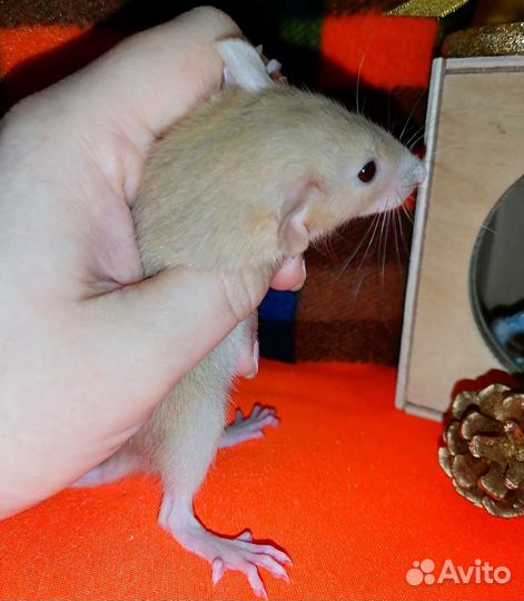 Крысята редкого окраса, крыса, дамбо
