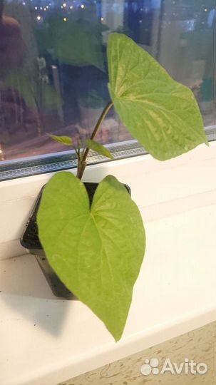 Батат. Сорта победа 100 и винницкий