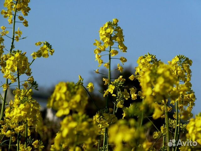 Семена Горчицы Желтой (Сарептской) оптом