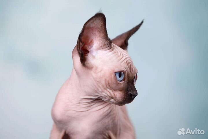 Канадский сфинкс, эльф, бамбино