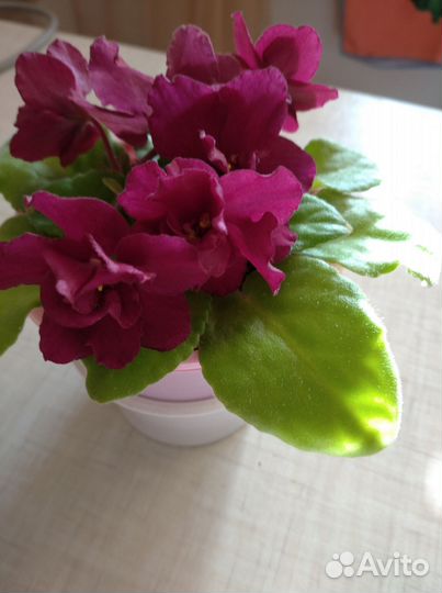 Молодые розетки фиалок