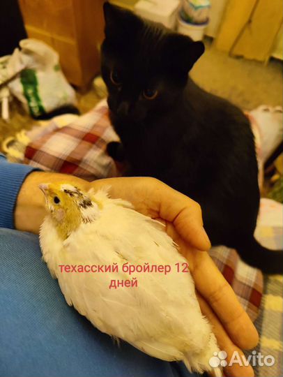 Перепела техасский бройлер, гигант