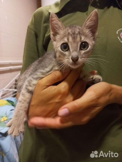 Кошечка и маленький котик