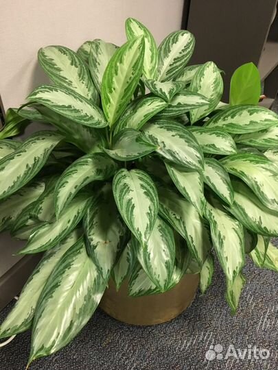 Гиганты аглаонема, фикус, гибискус, монстера
