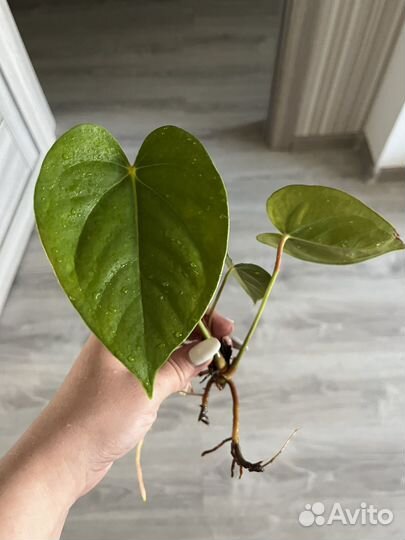 Антуриум красный