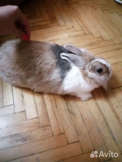 Передержка грызунов