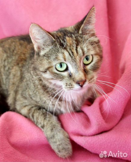 Царевна - чудесная девочка в дар