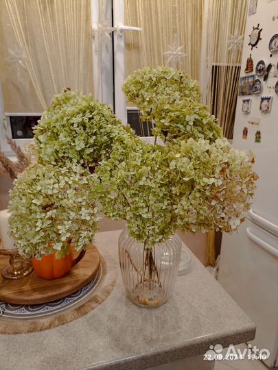 Гортензия для декора